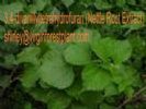3.4-Divanillyltetrahydrofuran (Nettle Root Extract)(Shirley At Virginforestplant